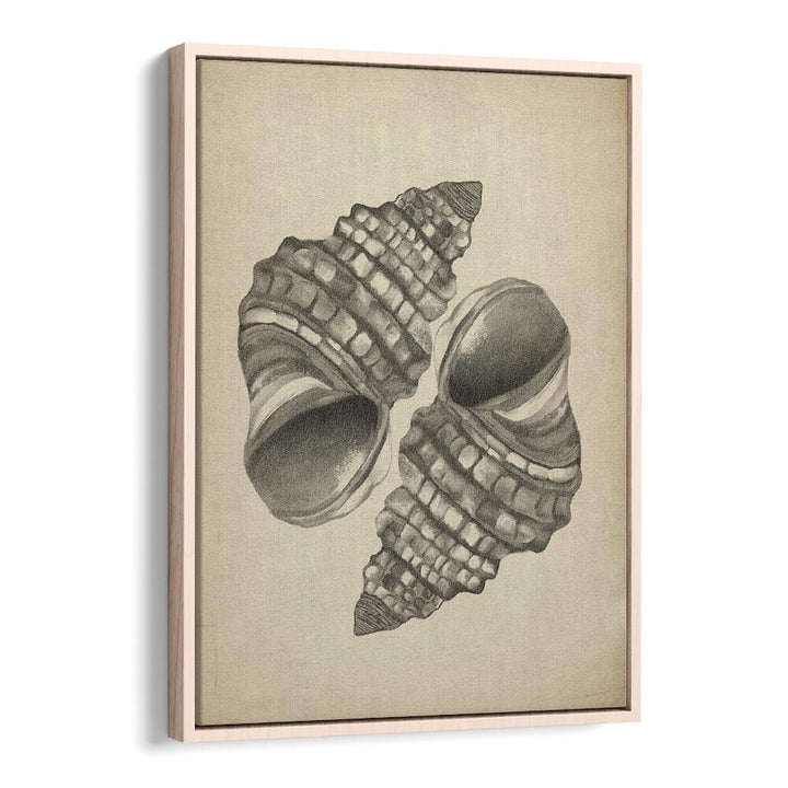 Elegant SEASHELLS II, BEACH PAINTINGS showcase intricate seashells, perfect for enhancing coastal decor in your home.