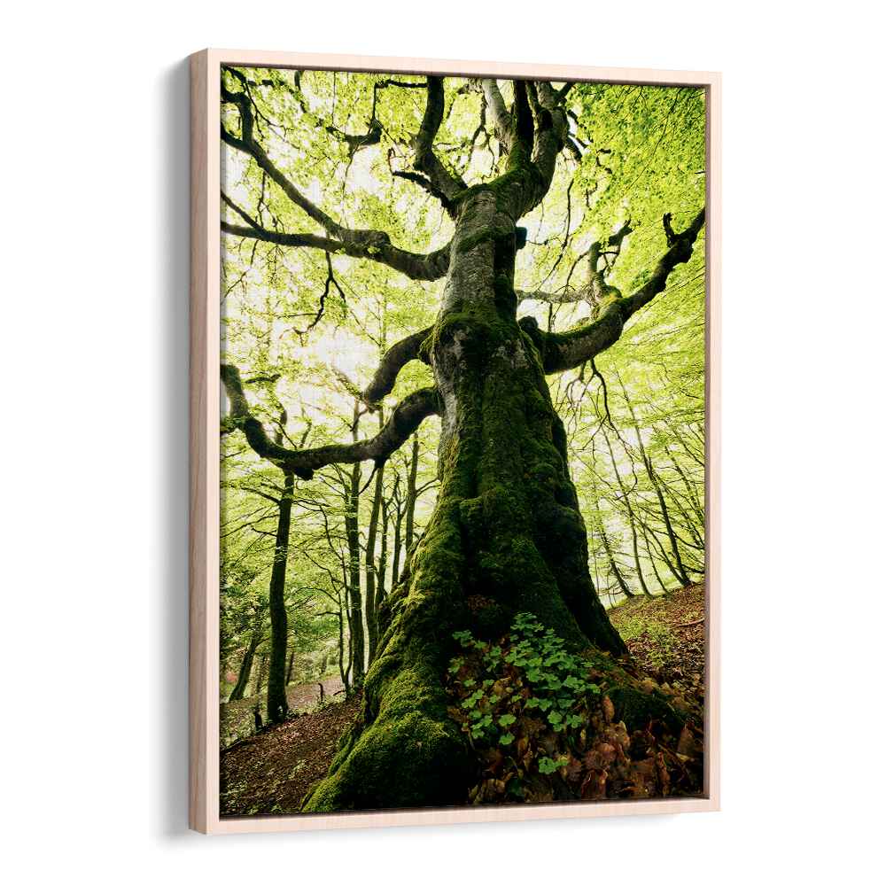 ENT BY STEFAN HEFELE , LANDSCAPE PHOTO PRINTS