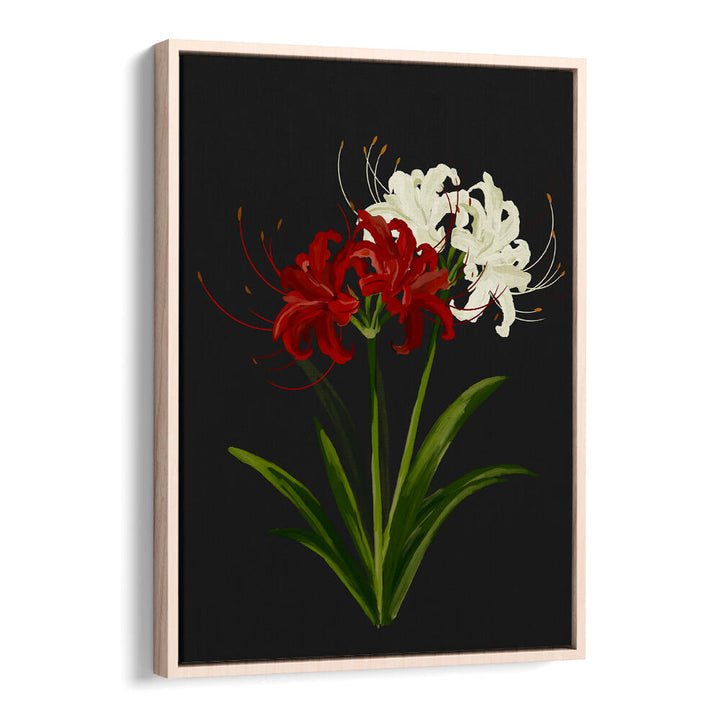 RED WHITE SPIDER LILIES