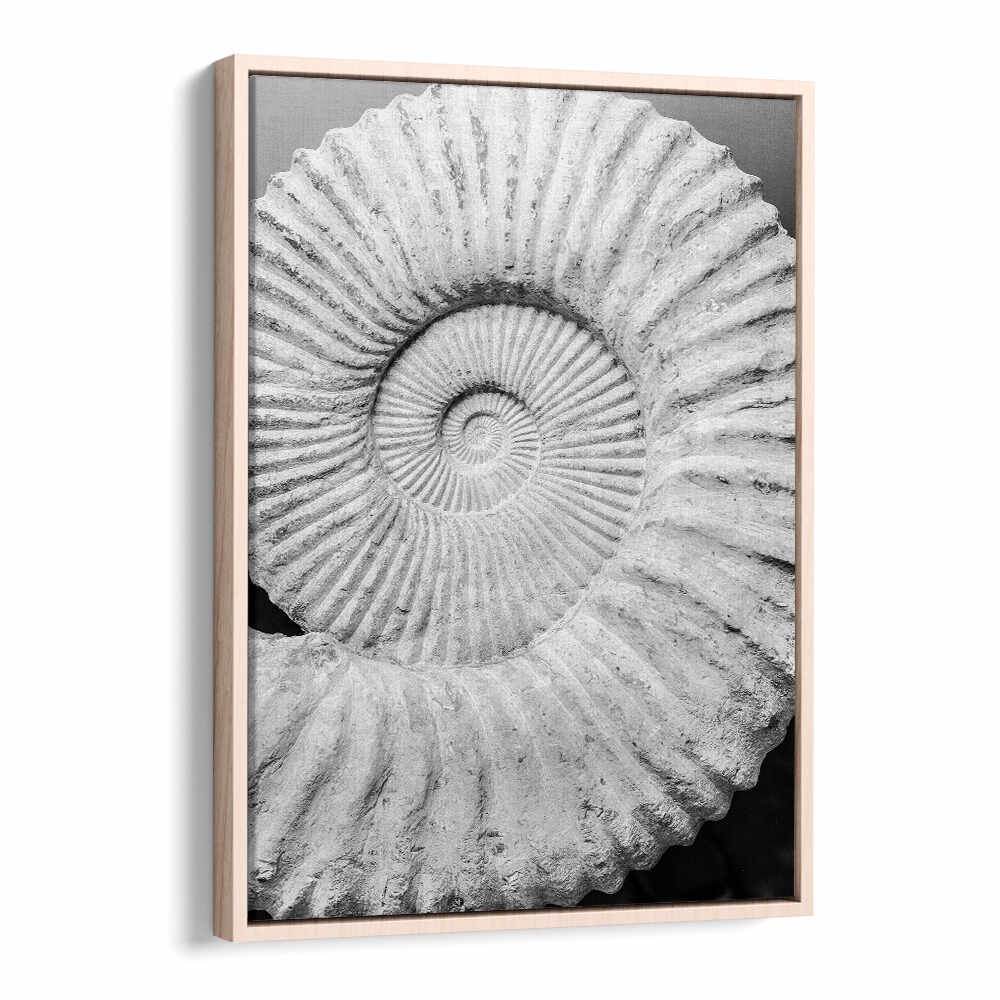 Oakwood framed print ANCIENT SPIRAL DREAMS , BEACH PAINTINGS — monochrome fossil spiral shell on textured sand