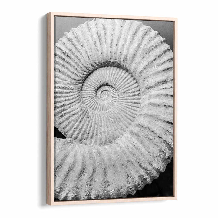 Oakwood framed print ANCIENT SPIRAL DREAMS , BEACH PAINTINGS — monochrome fossil spiral shell on textured sand
