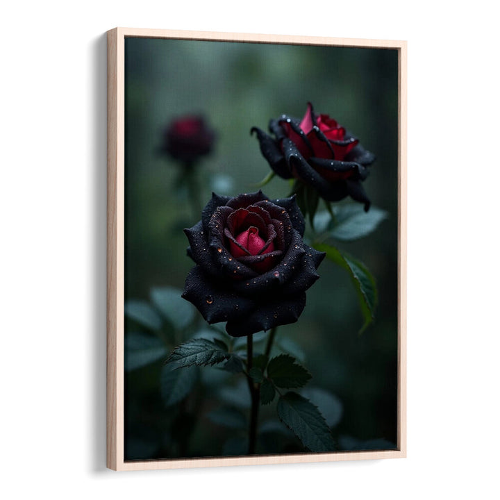 BLACK ROSES