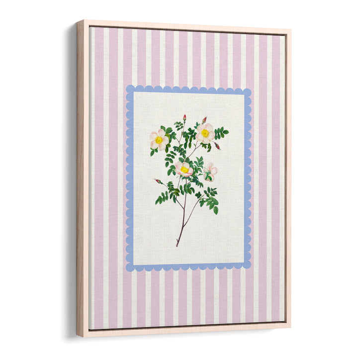 BLUSH WILD ROSE STUDY