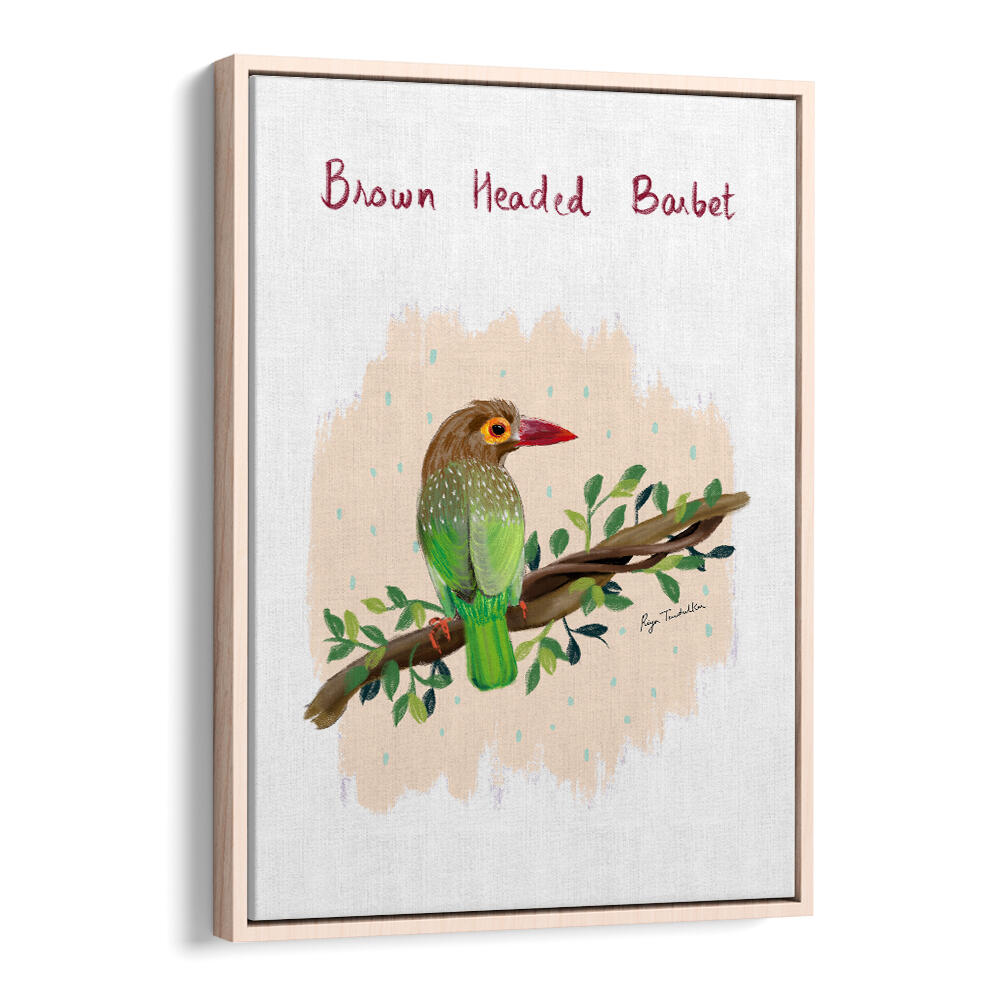 BROWN HEADED BARBET
