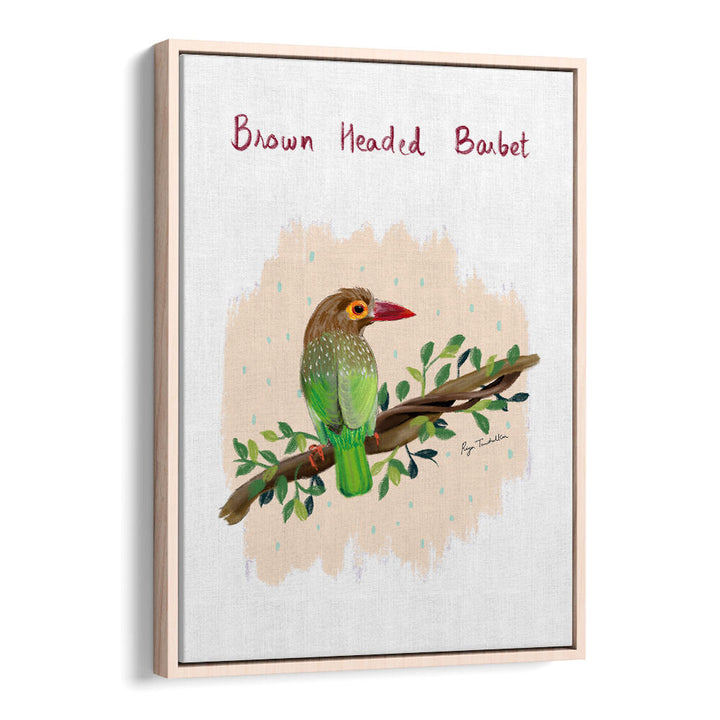 BROWN HEADED BARBET
