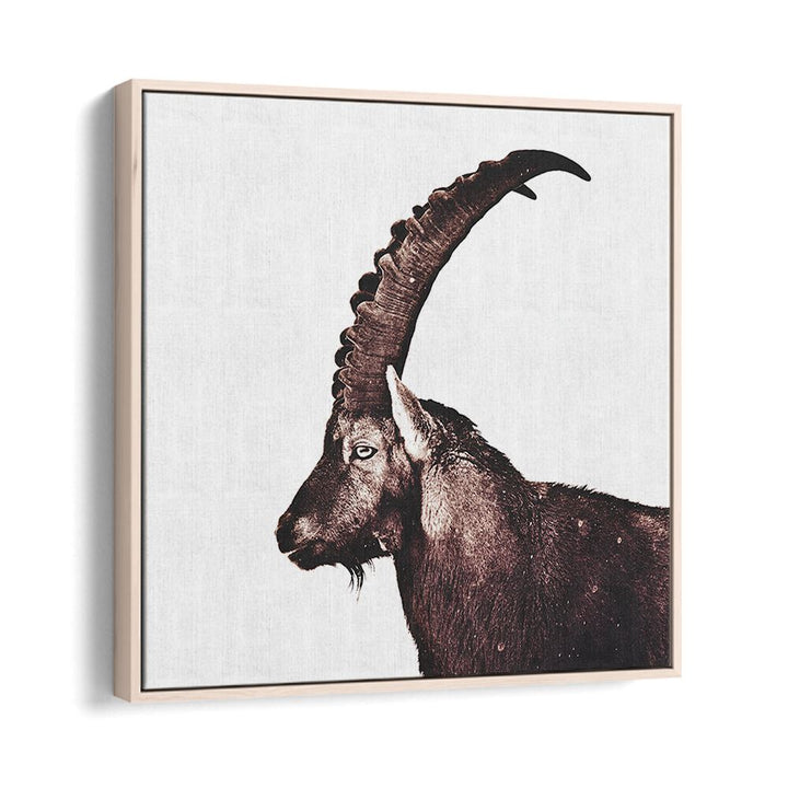 Majestic Capricorn in Snow, animal paintings showcasing stunning wildlife decor for nature lovers. Perfect for any space.