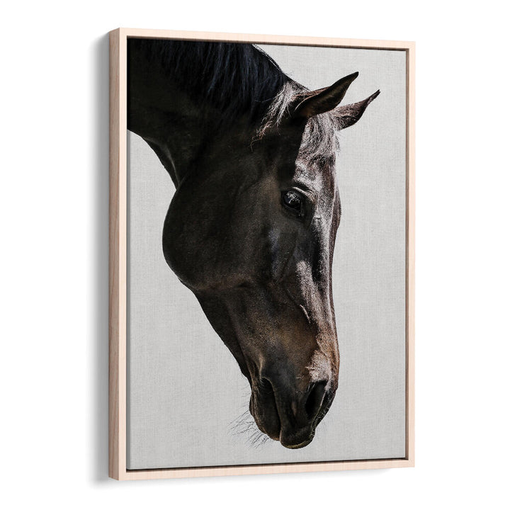 Oakwood framed GENTLE EQUINE GAZE , ANIMAL PAINTINGS — close-up black horse head on neutral linen background