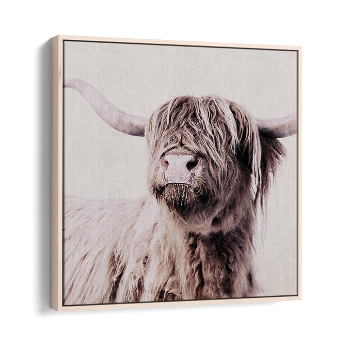 Highland Cattle Animal Paintings showcase stunning detail, perfect for art lovers and wildlife enthusiasts.