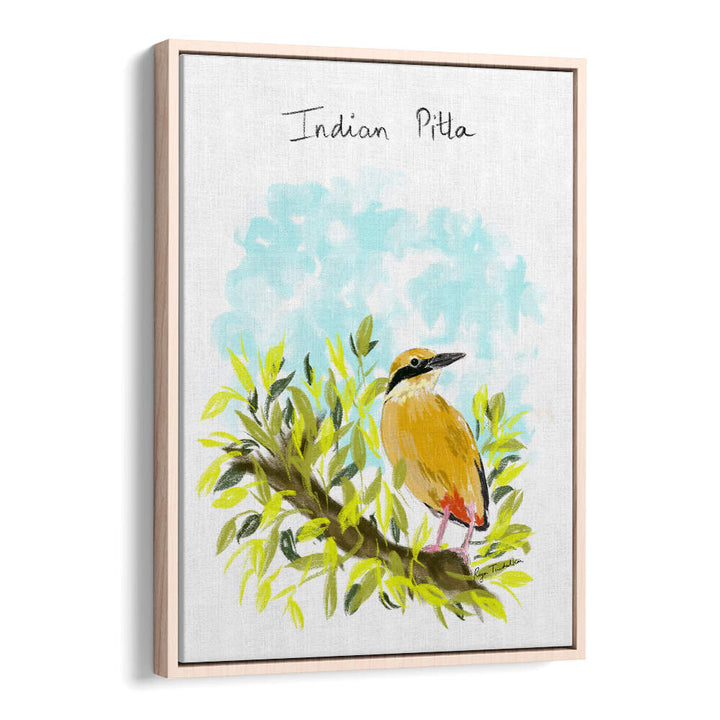 INDIAN PITTA