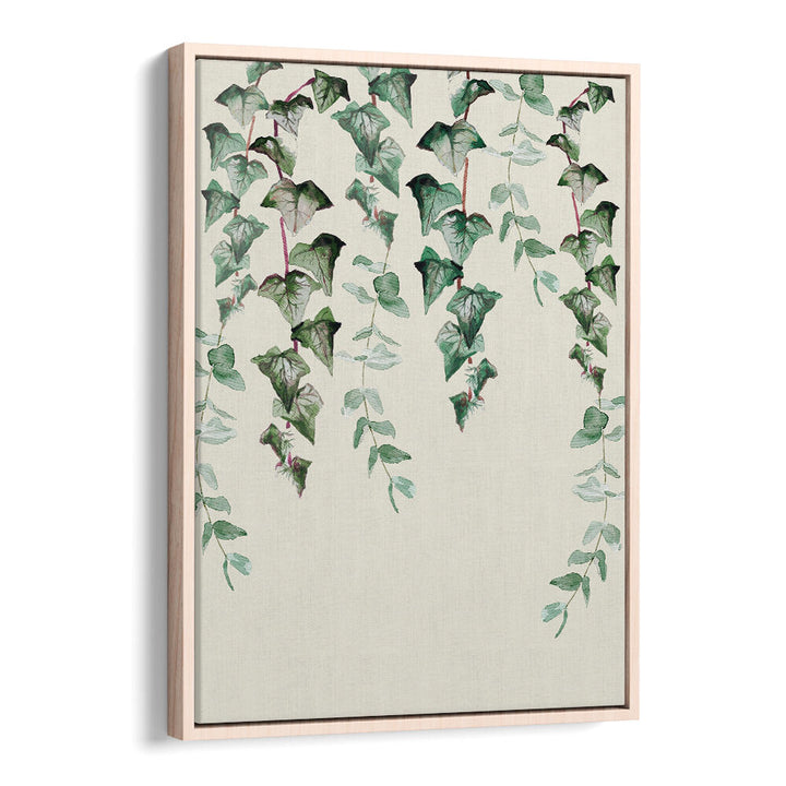IVY Y EUCALYPTUS