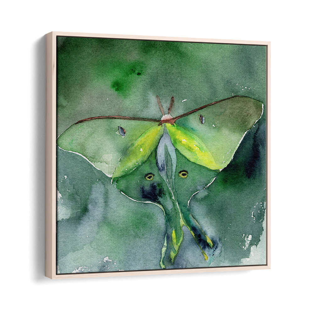 LUNA MOTH , ANIMAL PAINTINGS