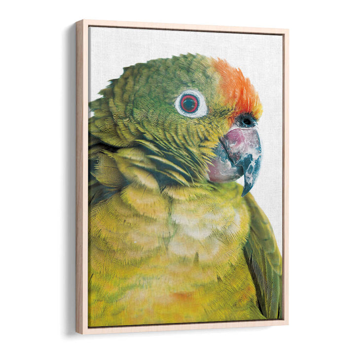 PARROT GLANCE , ANIMAL PAINTINGS framed close-up parrot portrait on linen canvas by Oakwood
