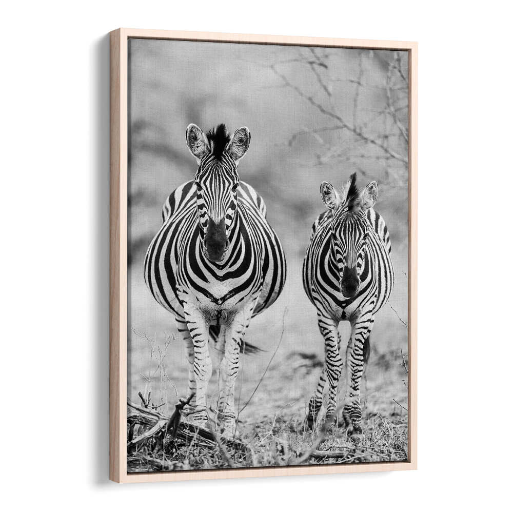 Oakwood framed STRIPED HORSE , ANIMAL PAINTINGS black-and-white zebra pair wall art