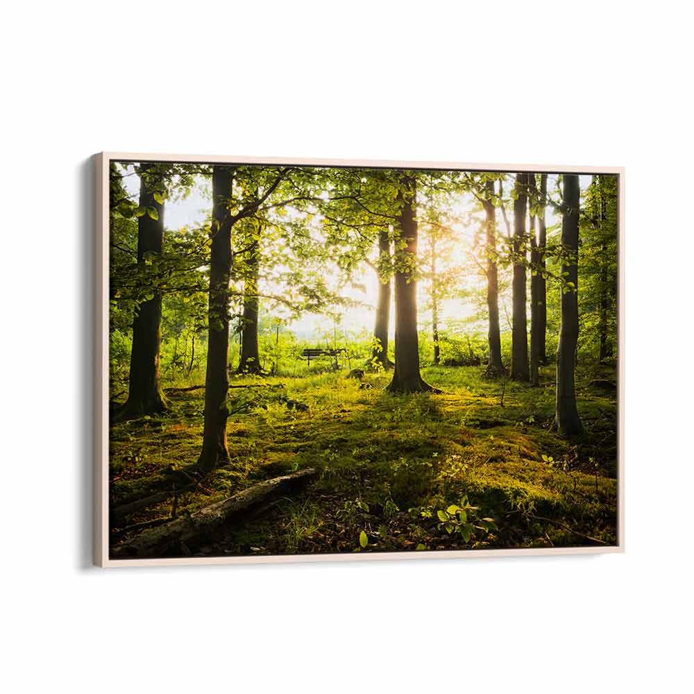 SUMMER IN THE WOODS BY STEFAN HEFELE , LANDSCAPE PHOTO PRINTS