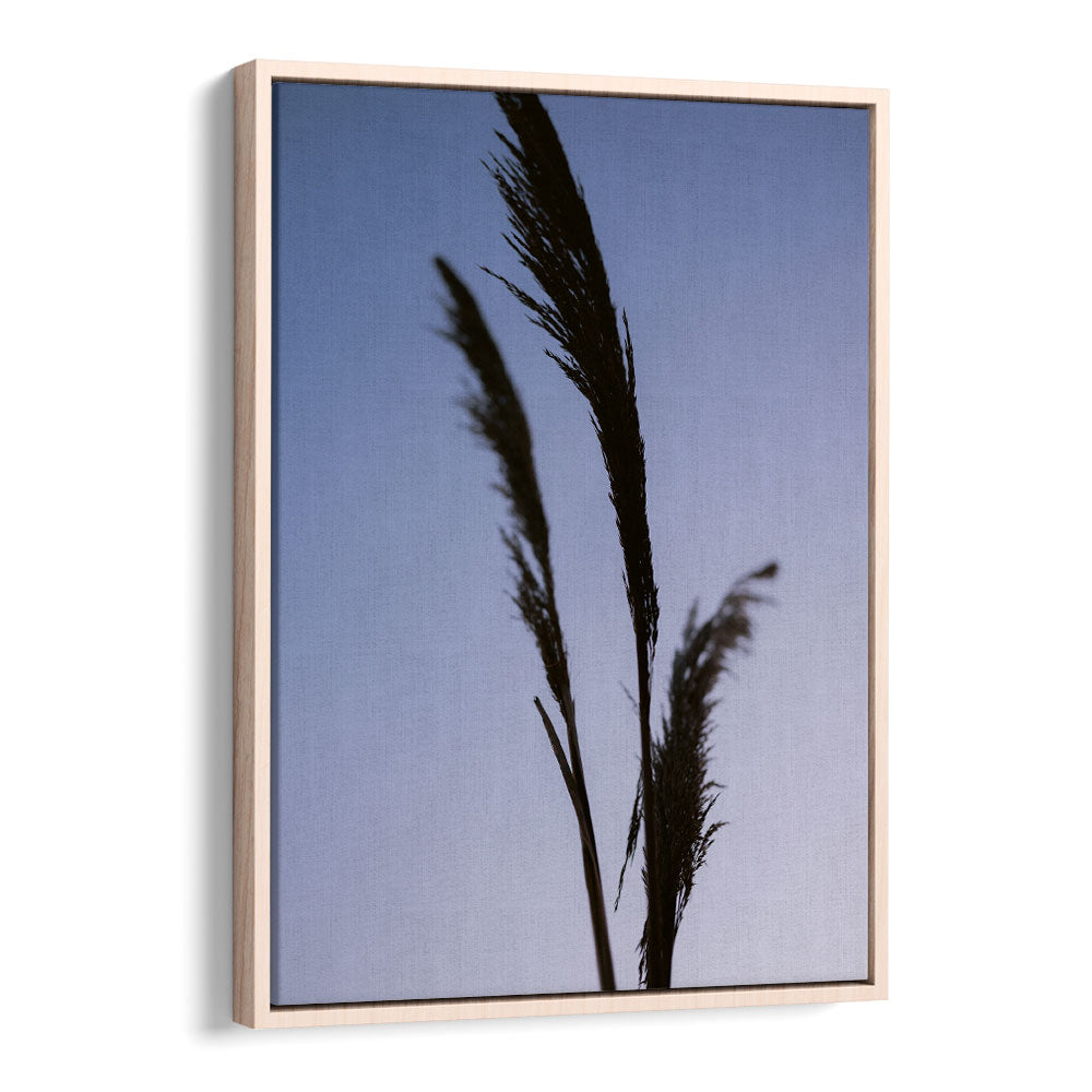 SHADES OF PURPLE , PHOTOGRAPHY PRINTS