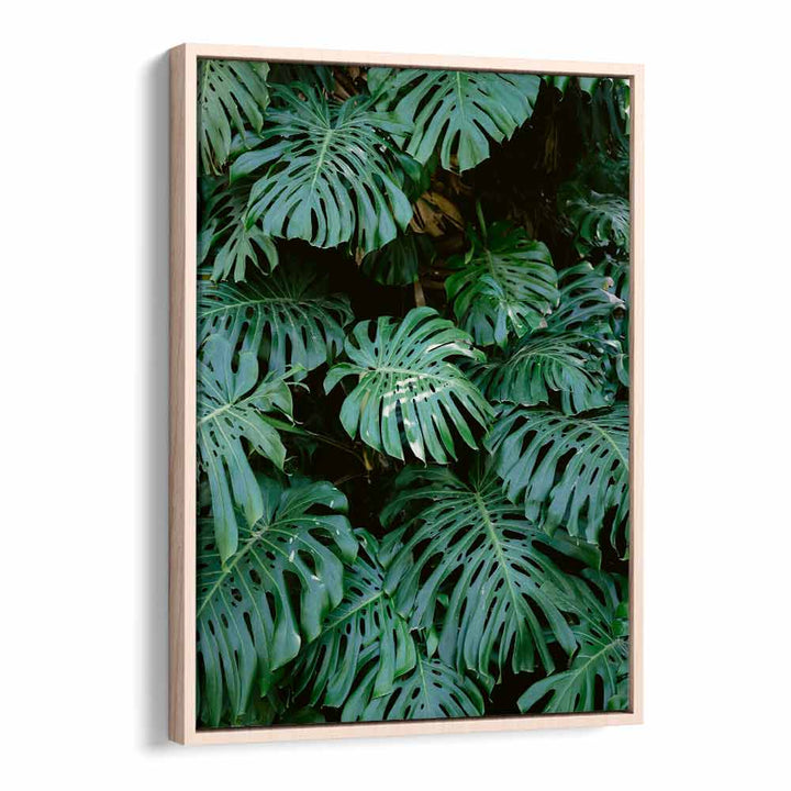 MONSTERA WALL IN LISBON , PHOTOGRAPHY PRINTS