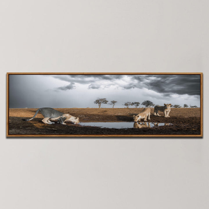 LIONS THIRST , PANORAMIC ART
