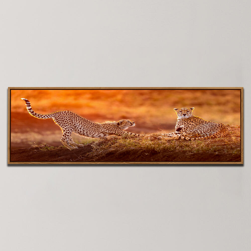 TWO CHEETAHS , PANORAMIC ART