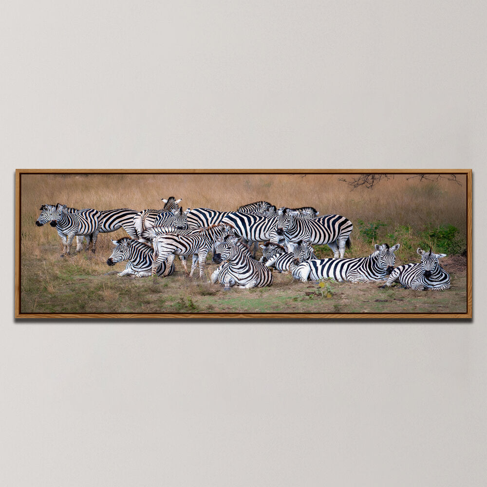 A DAZZLE OF ZEBRAS , PANORAMIC ART