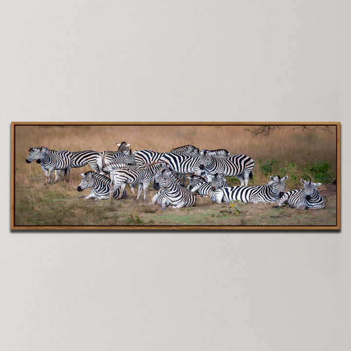 A DAZZLE OF ZEBRAS , PANORAMIC ART