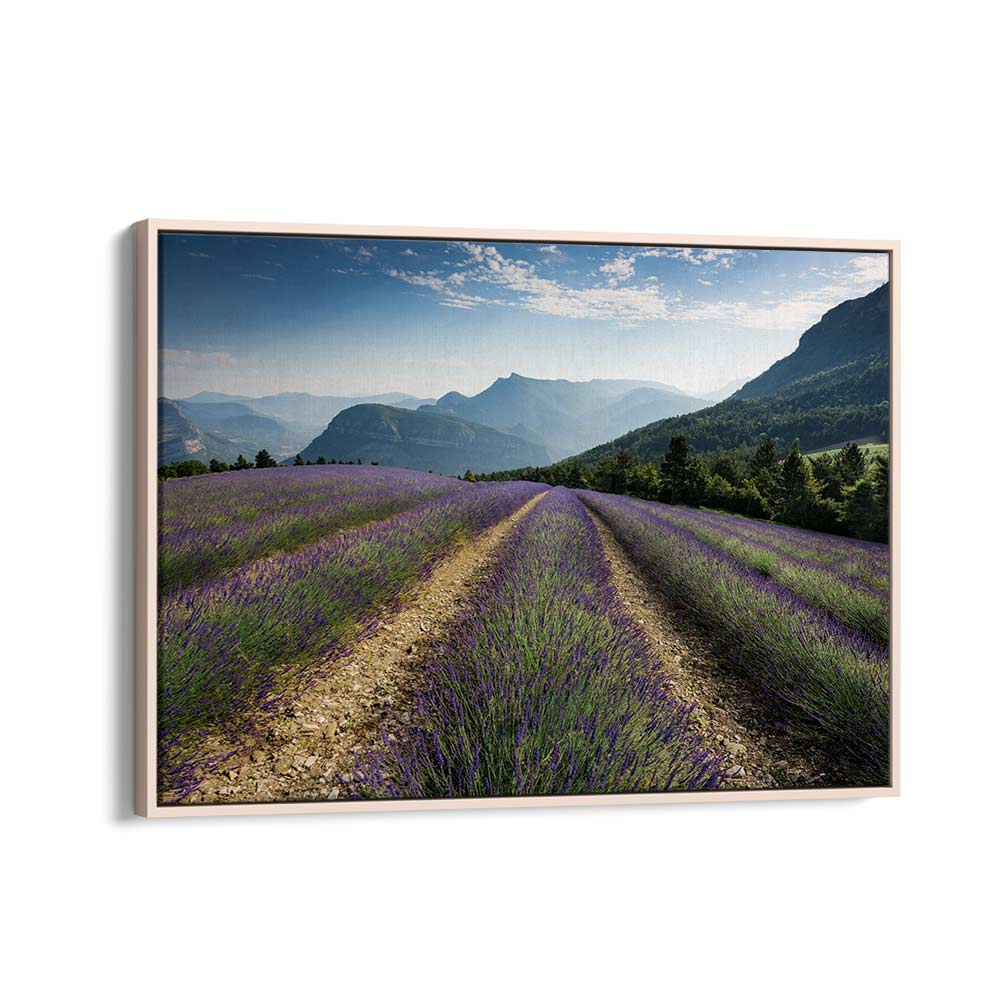 LAVENDER HILLS BY STEFAN HEFELE , LANDSCAPE PHOTO PRINTS