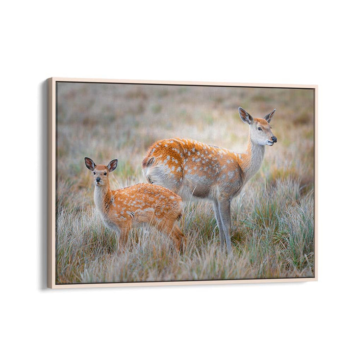 SIKA DEER BY SIMOON , LANDSCAPE PHOTO PRINTS