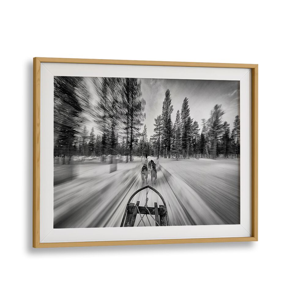 Dynamic dogsledding scene captured in stunning action, perfect for DOGSLEDDING, PHOTOGRAPHY PRINTS enthusiasts.
