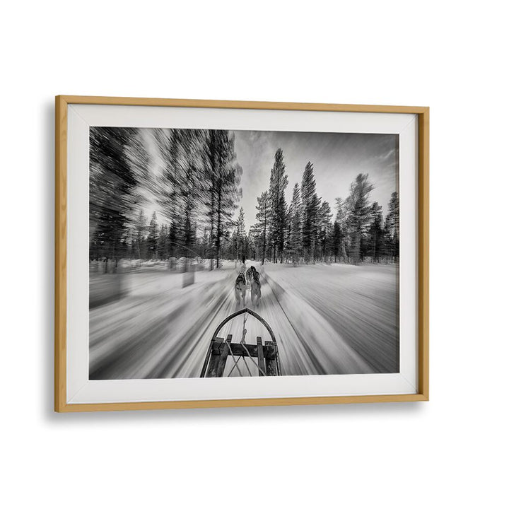 Dynamic dogsledding scene captured in stunning action, perfect for DOGSLEDDING, PHOTOGRAPHY PRINTS enthusiasts.