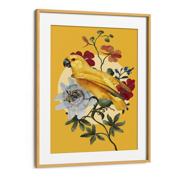 GOLDEN PARROT PASSION FLOWER