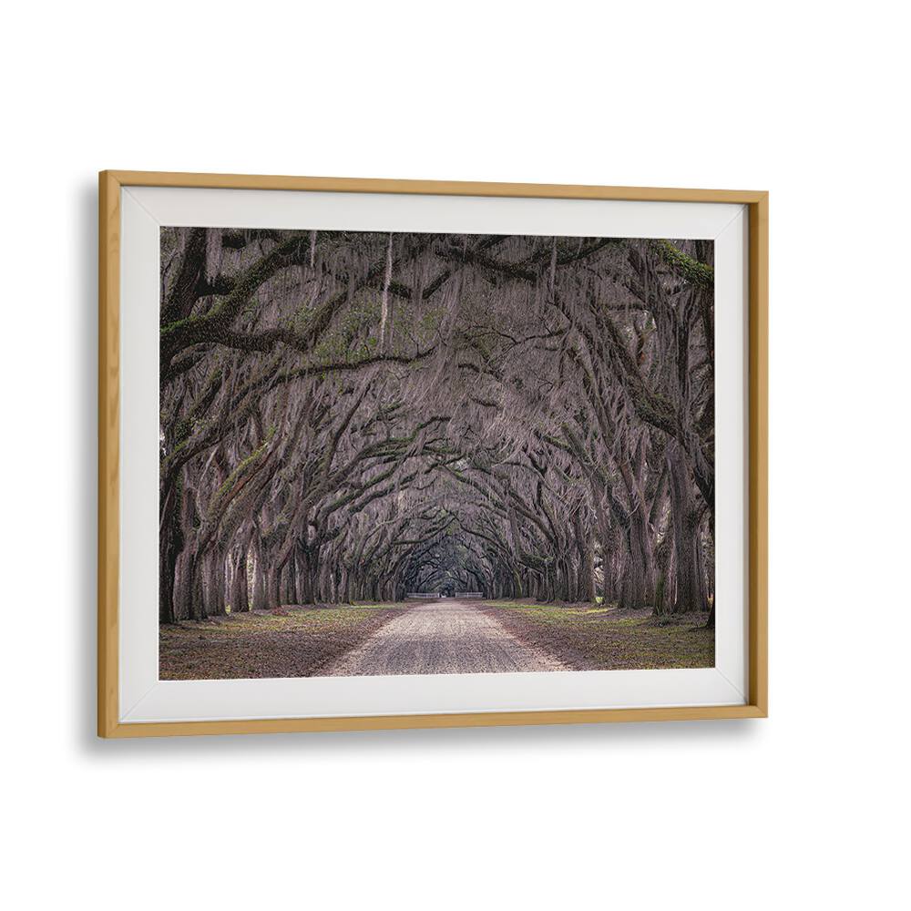 Exquisite OAKS AVENUE, PHOTOGRAPHY PRINTS capturing a serene tree-lined path, perfect for art lovers.