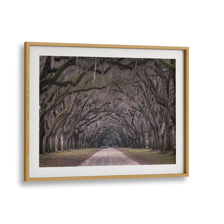 Exquisite OAKS AVENUE, PHOTOGRAPHY PRINTS capturing a serene tree-lined path, perfect for art lovers.