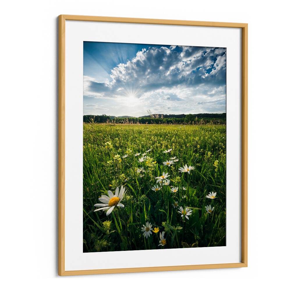 FLOWERING MEADOW BY STEFAN HEFELE , LANDSCAPE PHOTO PRINTS