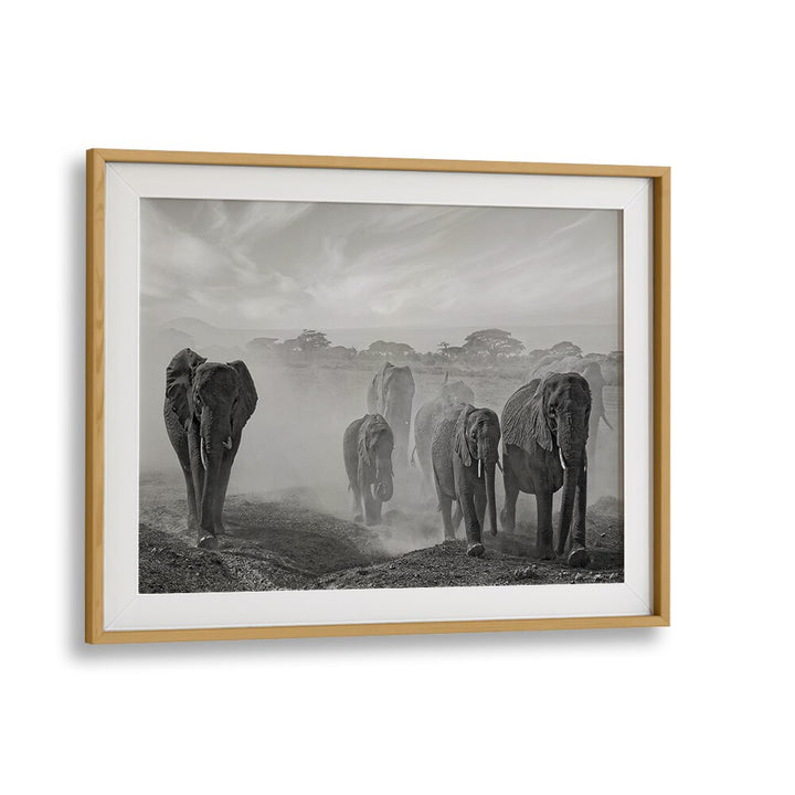 Stunning SEQUENCE OF EMOTION, PHOTOGRAPHY PRINTS showcasing elephants in nature's beauty, perfect for wildlife lovers.