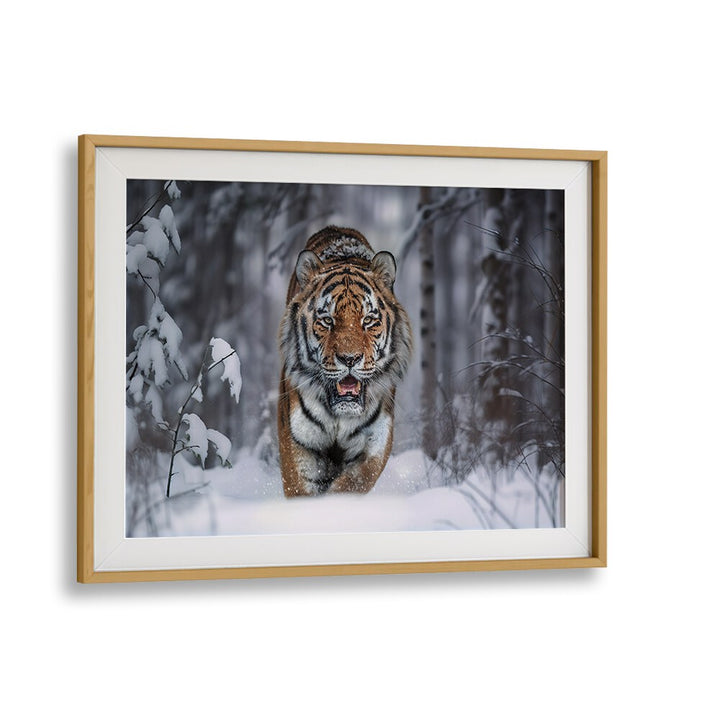Majestic Snow Tiger captured in stunning detail, perfect for your collection of SNOW TIGER, PHOTOGRAPHY PRINTS.