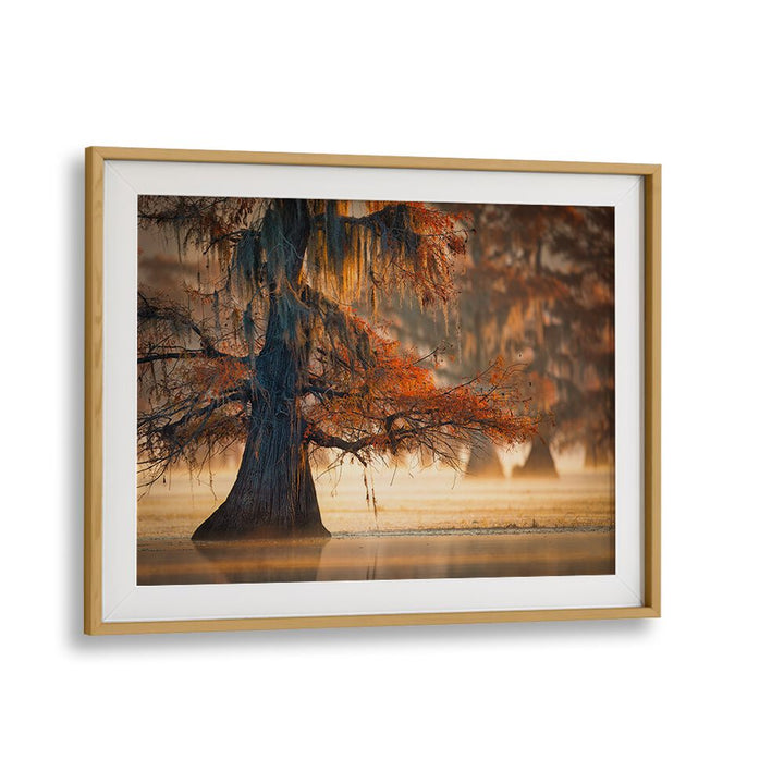 A CYPRESS IN FALL WATER BY MICHAEL ZHENG , LANDSCAPE PHOTO PRINTS