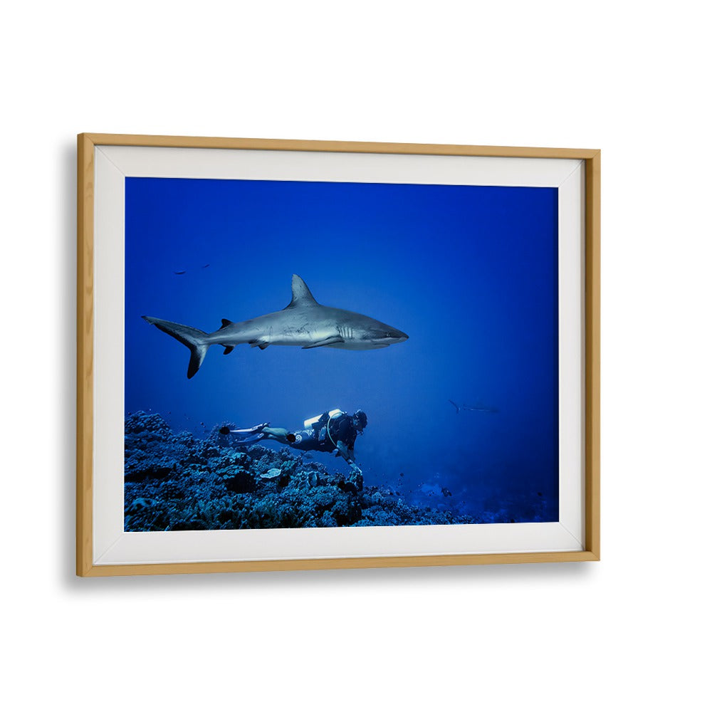 Diving deep, a diver encounters a shark in vibrant blue waters, showcasing MARC IS NOT LOOKING, PHOTOGRAPHY PRINTS.