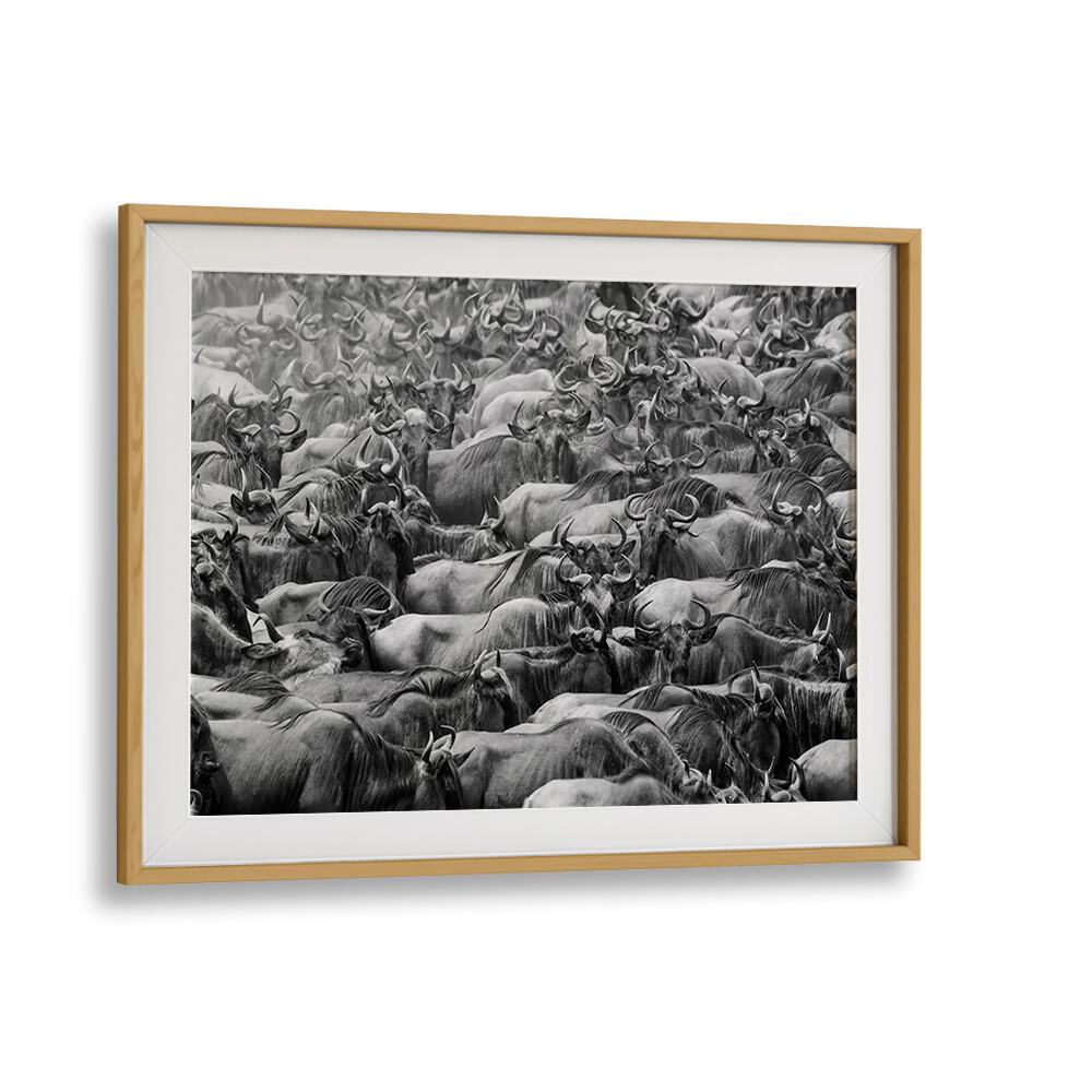 Stunning WILDBEEST, PHOTOGRAPHY PRINTS showcasing a herd of wildebeest in dynamic black and white art.