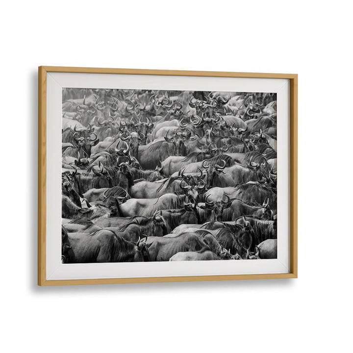 Stunning WILDBEEST, PHOTOGRAPHY PRINTS showcasing a herd of wildebeest in dynamic black and white art.