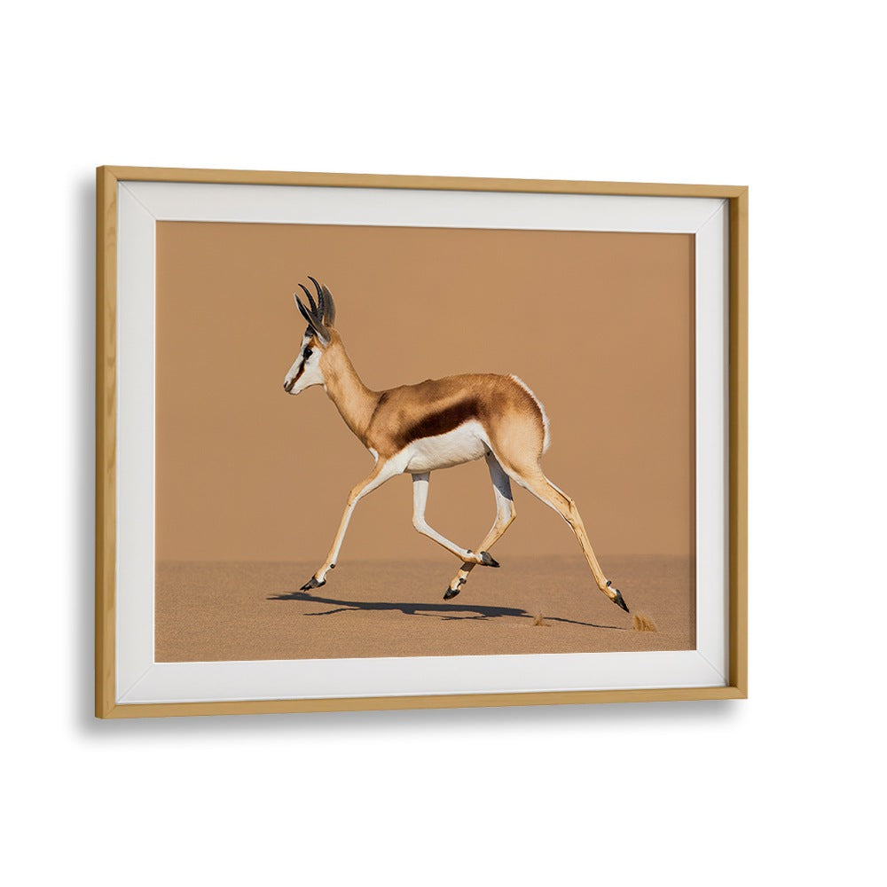 Captivating Springbok leaps across desert sand in "RIDE THE DUNE, PHOTOGRAPHY PRINTS" by Fegari. Perfect for your decor.