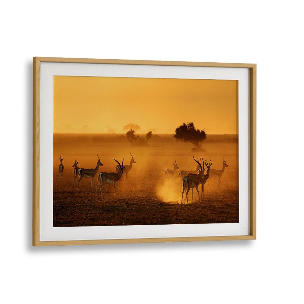 Majestic wildlife captured in golden hues, featuring SENTINELS, PHOTOGRAPHY PRINTS for nature lovers.
