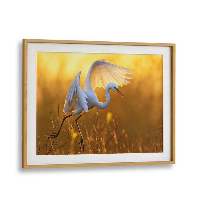 MORNING EGRET BY MICHAEL ZHENG , LANDSCAPE PHOTO PRINTS