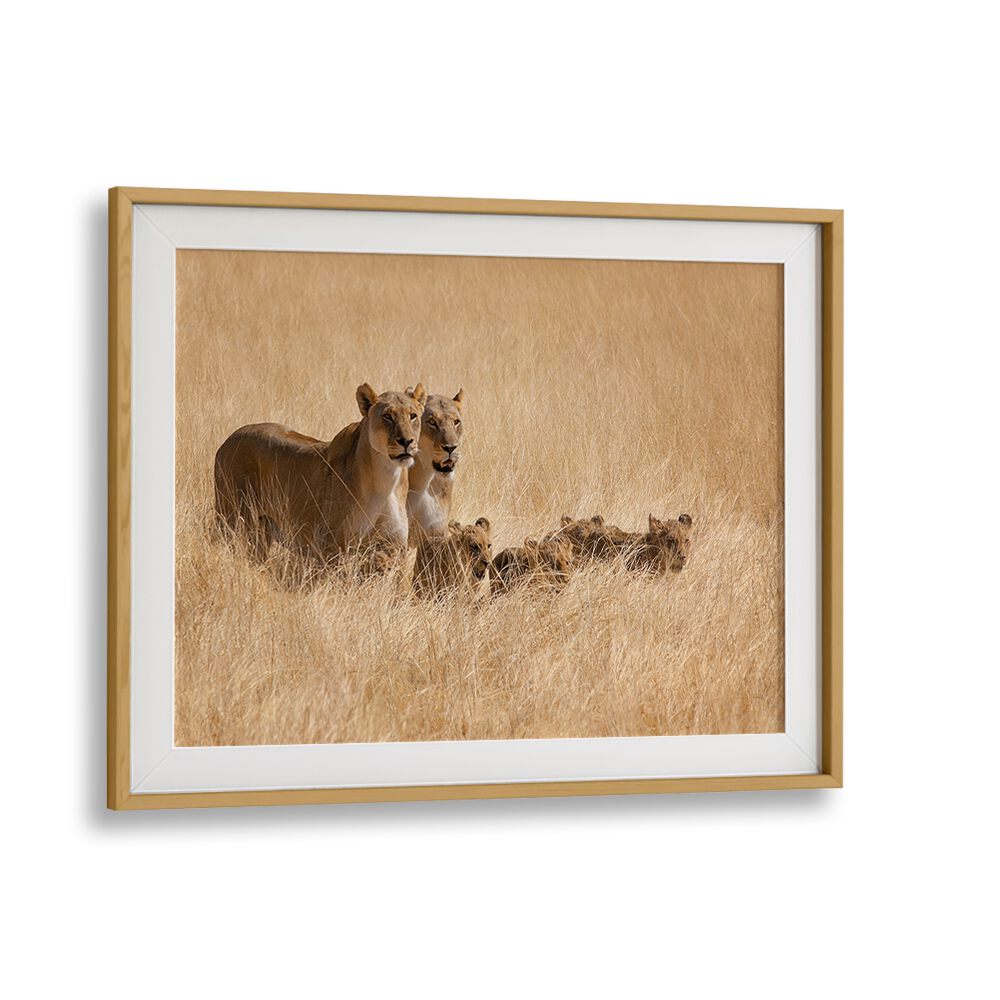 A family of lions in golden grass, perfect for your FAMILY OUTING, PHOTOGRAPHY PRINTS collection.