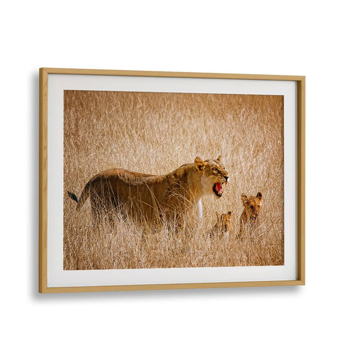 Breathtaking DONT DISTURB ME, PHOTOGRAPHY PRINTS showcase a fierce lioness and her cubs in golden grasslands.