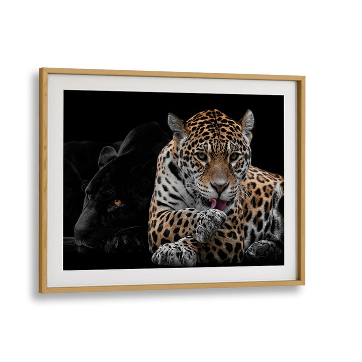 Stunning MR AND MRS JAGUAR, PHOTOGRAPHY PRINTS showcasing the beauty of wildlife in elegant framing. Perfect for decor.