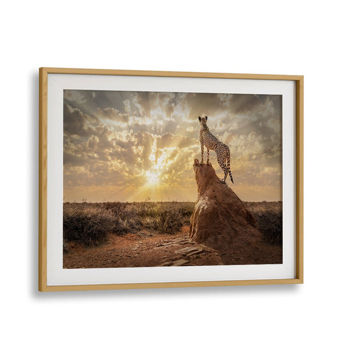SUNDOWN CHEETAH, PHOTOGRAPHY PRINTS showcase a majestic cheetah against a stunning sunset backdrop. Perfect for wildlife lovers.