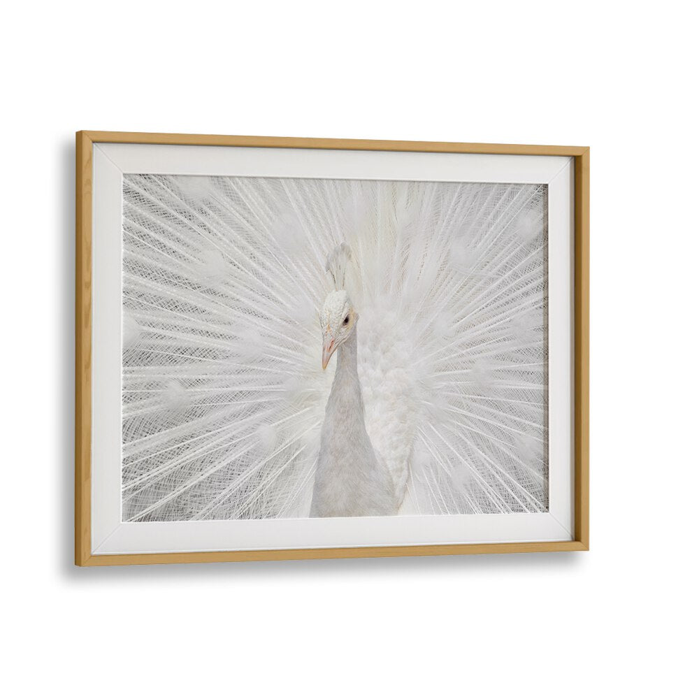 Elegant white peacock showcasing its full plumage in SPLENDID WHITE, PHOTOGRAPHY PRINTS by Fegari.