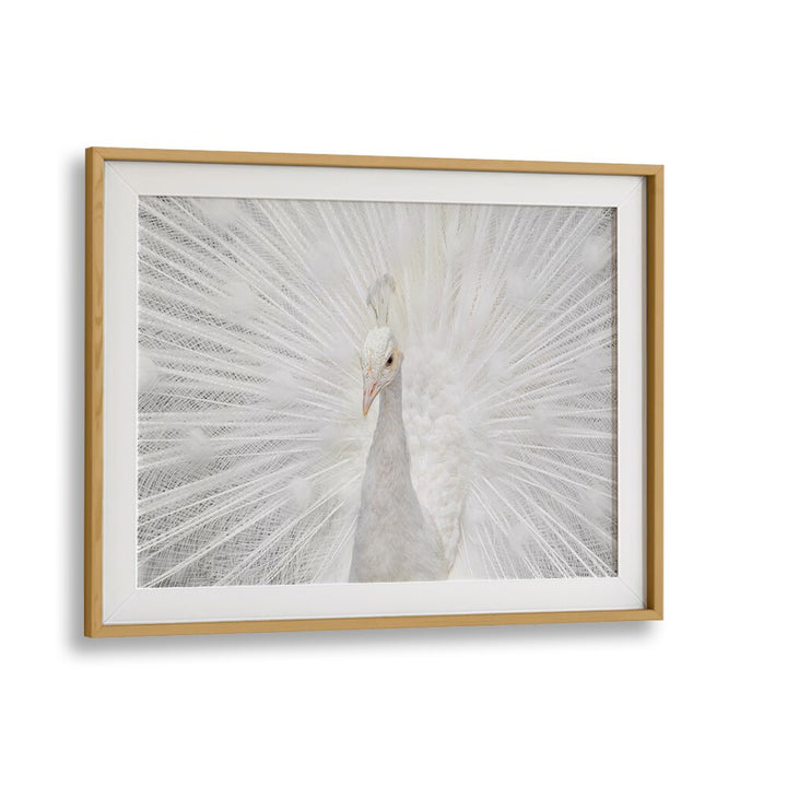 Elegant white peacock showcasing its full plumage in SPLENDID WHITE, PHOTOGRAPHY PRINTS by Fegari.