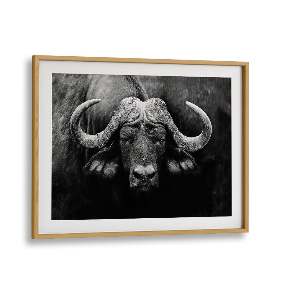 "The Stare, photography prints featuring a striking black and white buffalo portrait, perfect for wildlife lovers."