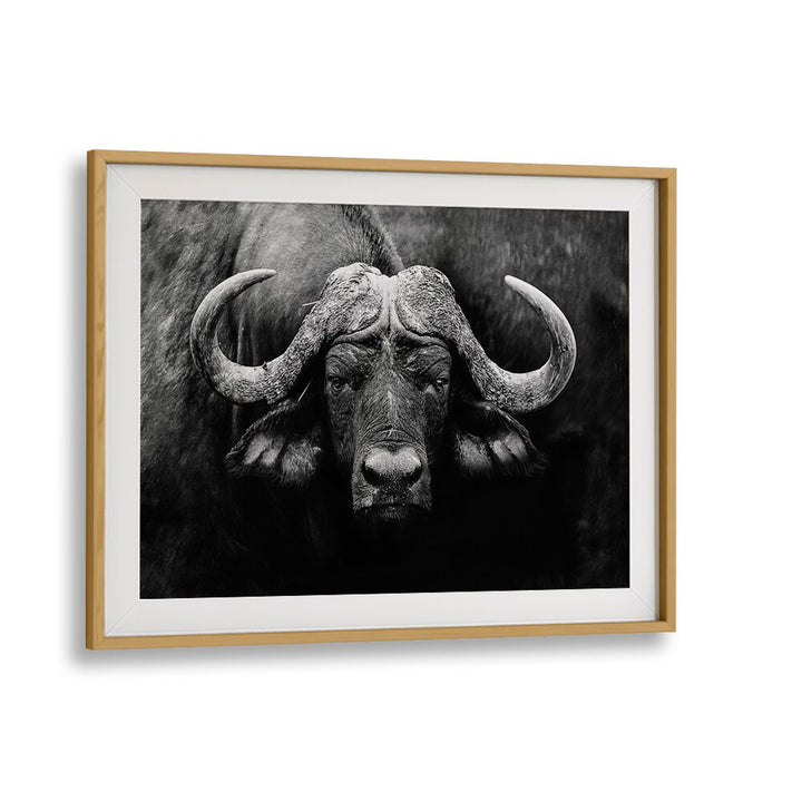 "The Stare, photography prints featuring a striking black and white buffalo portrait, perfect for wildlife lovers."