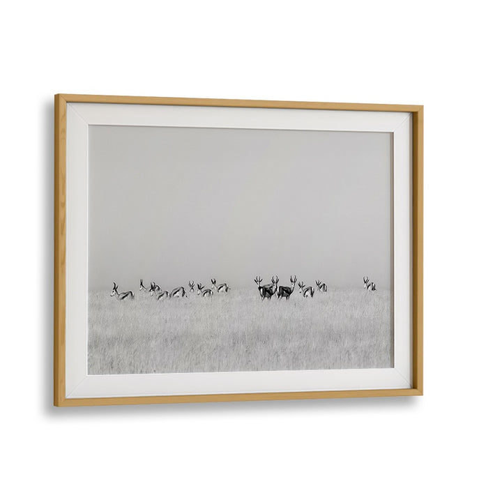 Stunning SENTINEL GAZELLES, PHOTOGRAPHY PRINTS capturing majestic wildlife in a serene landscape, perfect for any decor.